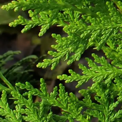 Туя восточная в Полоцке