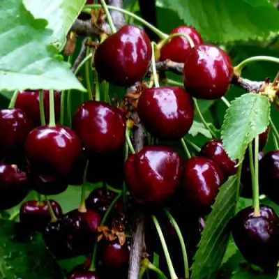 Черешня РЕВНА в Полоцке