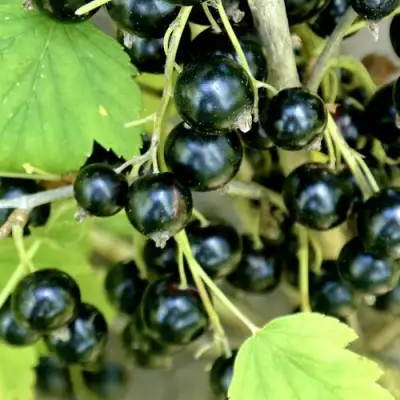 Смородина черная ВОЛОГДА в Полоцке