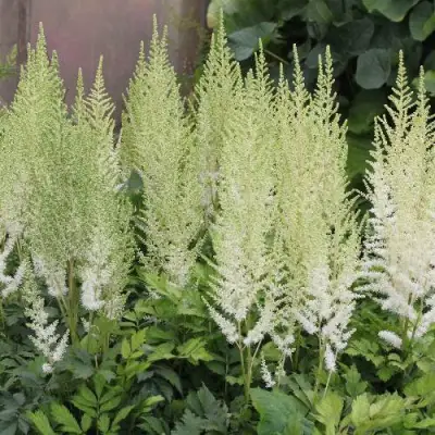 Астильба ДИАМАНТ Арендса в Полоцке