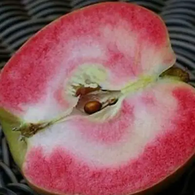 Яблоня ПИНК ПЕРЛ в Полоцке