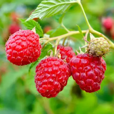 Малина РУБИФОЛ в Полоцке