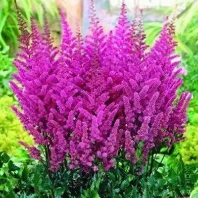 Астильба ПЕПЛ РЕЙН гибридная в Полоцке