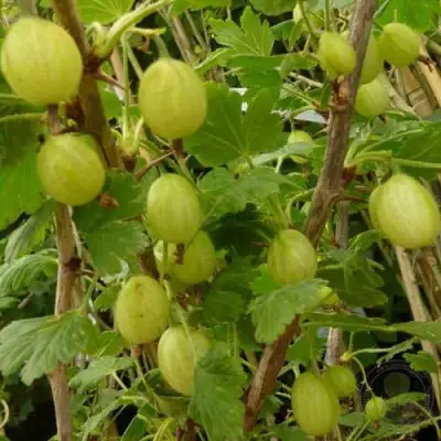 Крыжовник ИНВИКТА в Полоцке