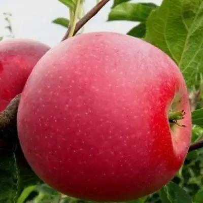 Яблоня АЙДАРЕД в Полоцке