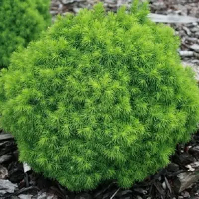 Ель АЛЬБЕРТА ГЛОБ сизая в Полоцке