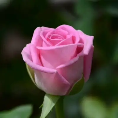 Роза АКВА чайно-гибридная в Полоцке