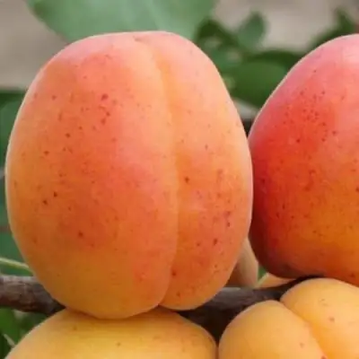 Абрикос ОЛИМП в Полоцке