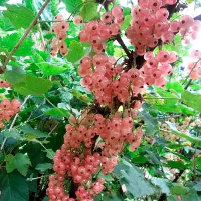 Смородина белая ПРЫГАЖУНЯ (РОЗОВАЯ) в Полоцке