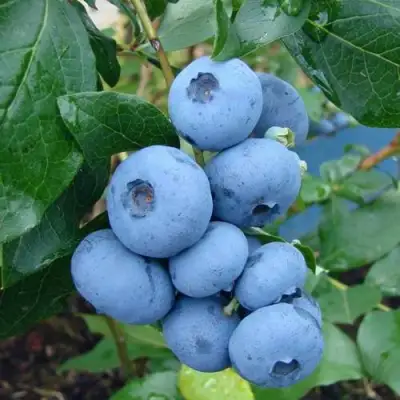 Голубика ТОРО в Полоцке