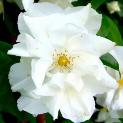 Жасмин РОЗАЦЕ в Полоцке