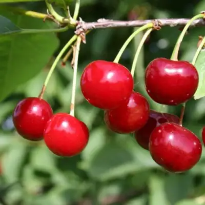 Вишня ЗАРАНКА в Полоцке