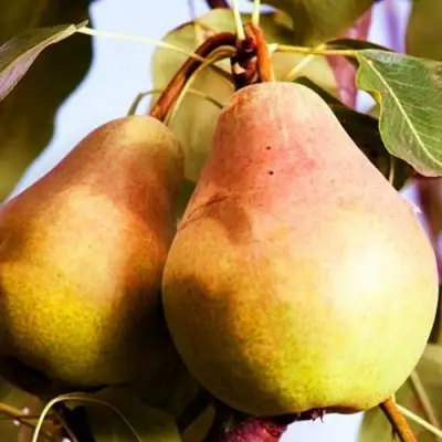 Груша СЛАДКАЯ ИЗ МЛИЕВА в Полоцке