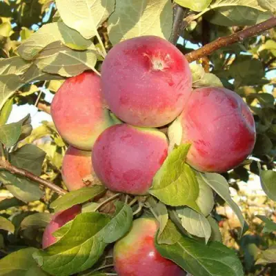 Яблоня ОРЛИК в Полоцке