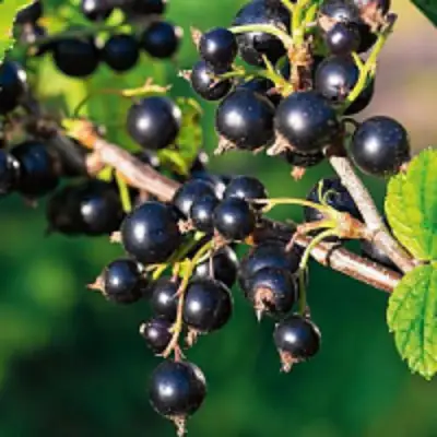 Смородина чёрная ЦЕРЕРА в Полоцке