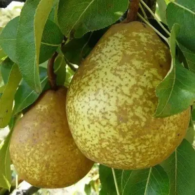 Груша ГЕНЕРАЛ ЛЕКЛЕРК в Полоцке