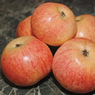 Яблоня КОНФЕТНОЕ в Полоцке