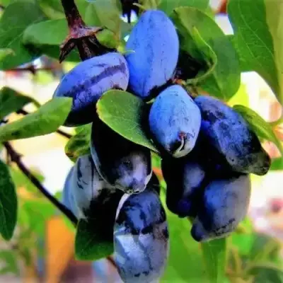 Жимолость съедобная БЛУ ТРЕЖЭ (ГОЛУБОЕ СОКРОВИЩЕ) в Полоцке