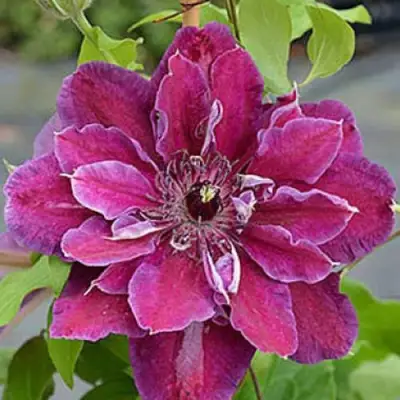 Клематис МАЙ БЬЮТИ в Полоцке