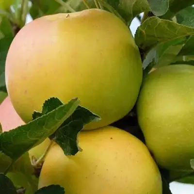 Яблоня БАНАНОВОЕ в Полоцке