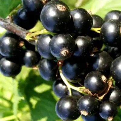 Смородина чёрная ДЕЛИКАТЕСНАЯ в Полоцке