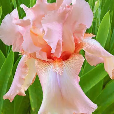 Ирис ПАТИ ДРЕСС бородатый в Полоцке