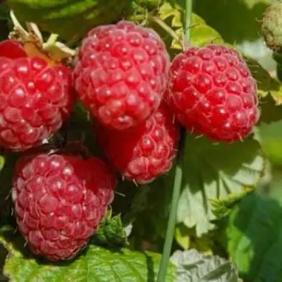 Малина ПРИМАРА в Полоцке