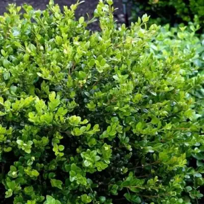 Самшит ФОЛКНЕР в Полоцке