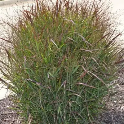 Просо ШЕНАНДО прутьевидное в Полоцке