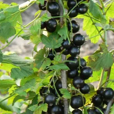 Смородина чёрная ДАБРАДЗЕЯ в Полоцке