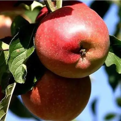 Яблоня АНТЕЙ КИЕВСКИЙ колонновидная в Полоцке