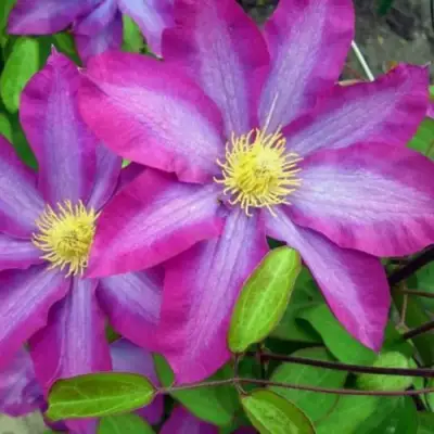 Клематис КАКИО в Полоцке