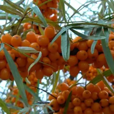 Облепиха БОТАНИЧЕСКАЯ в Полоцке