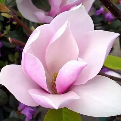 Магнолия АЛЕКСАНДРИНА  в Полоцке