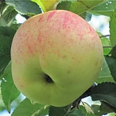 Яблоня ЛЕТНЕЕ СЛАДКОЕ в Полоцке
