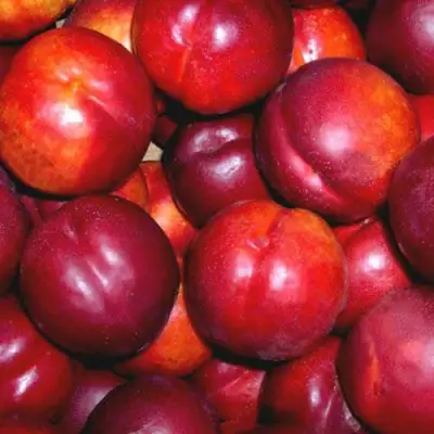 Нектарин МЕДВЕДЕВСКИЙ в Полоцке