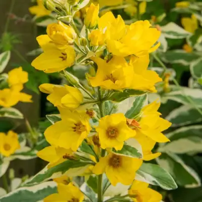 Вербейник АЛЕКСАНДР точечный в Полоцке