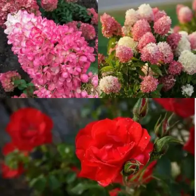 Комплект РОЗОВЫЙ ЗАКАТ в Полоцке