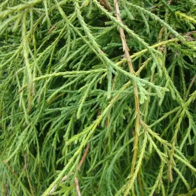 Кипарисовик ФИЛИФЕРА НАНА горохоплодный  в Полоцке