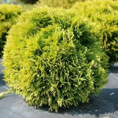 Туя ДАВИД западная в Полоцке