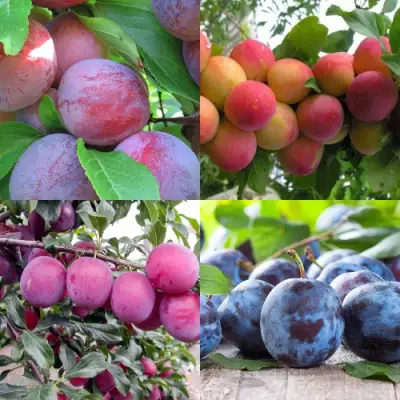 Комплект СЛИВОВЫЙ САД в Полоцке