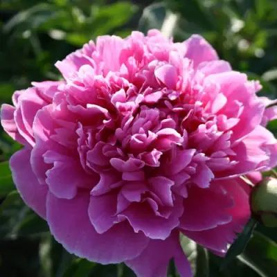 Пион ГОЛУБАЯ ХРИЗАНТЕМА травянистый в Полоцке