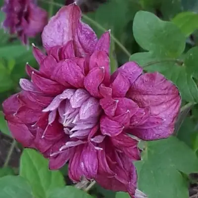 Клематис ПУРПУРЕА ПЛЕНА ЭЛЕГАНС в Полоцке