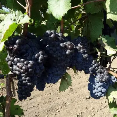 Виноград ДЕНИСОВСКИЙ в Полоцке