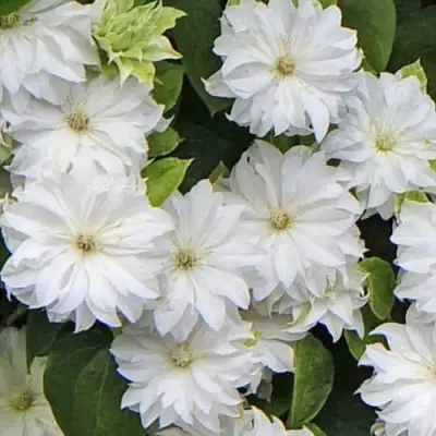 Клематис МАРИЯ СКЛОДОВСКАЯ-КЮРИ в Полоцке