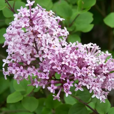 Сирень ПАЛИБИН  в Полоцке