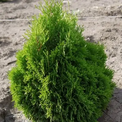 Туя МИКИ западная в Полоцке