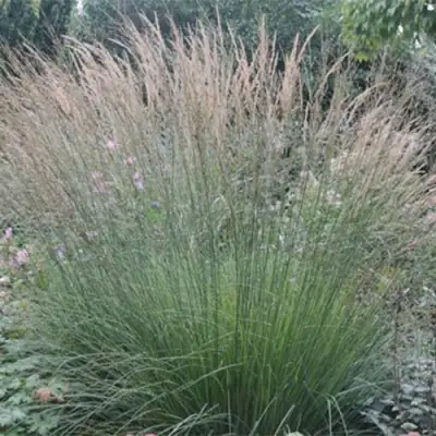 Молиния ХАЙДЕБРАУТ голубая в Полоцке