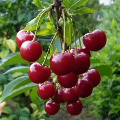 Вишня ВЯНОК в Полоцке