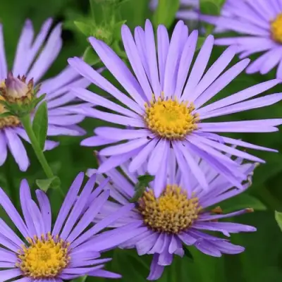 Астра ЛЕДИ ИН БЛЮ в Полоцке